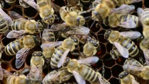 Bienenvolk Bienenkönigin Nistet Bienenstock Wabe Mit Honigbienen Rundherum — Stockvideo