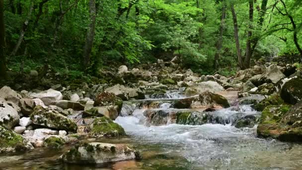 Maravilhosas Corredeiras Água Doce Cachoeiras Rio Que Flui Através Floresta — Vídeo de Stock
