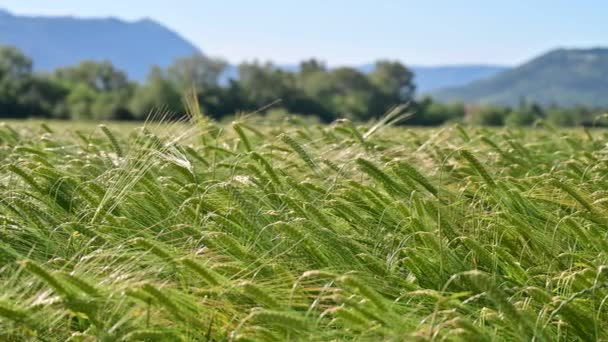 Σιτάρι Πεδίο Μια Ηλιόλουστη Μέρα Summe — Αρχείο Βίντεο