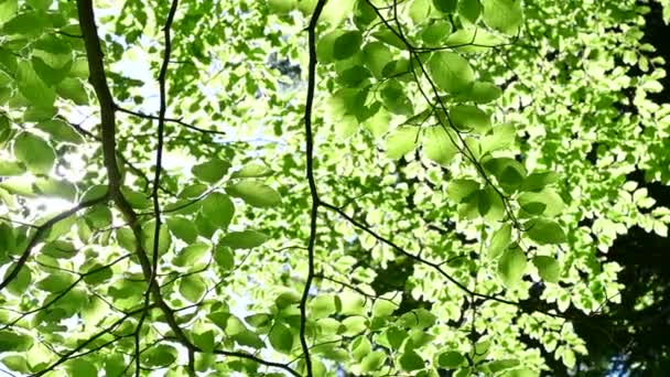Zon Schijnt Door Groene Bladeren Beukenbos Schoon Milieu Vrijheid Conceptuele — Stockvideo
