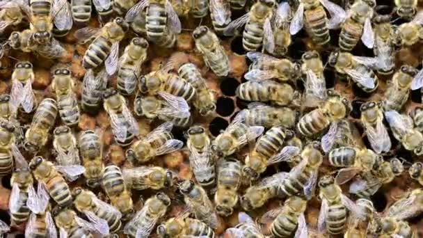 Bienenvolk Bienenkönigin Nistet Bienenstock Wabe Mit Honigbienen Rundherum — Stockvideo