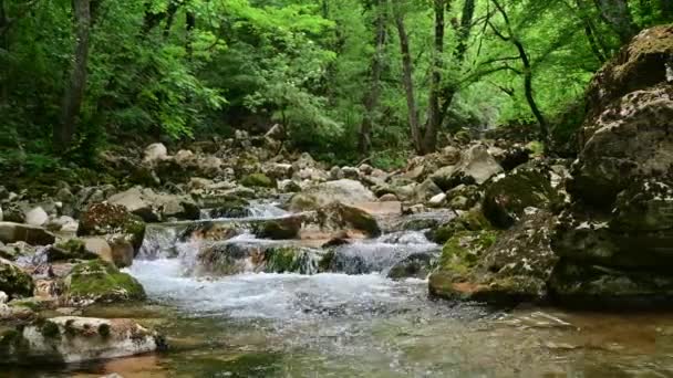 Harika Tatlı Akıntıları Şelaleler Ormanın Içinden Erken Pınarlarla Akıyor — Stok video