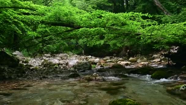 Harika Tatlı Akıntıları Şelaleler Ormanın Içinden Erken Pınarlarla Akıyor — Stok video