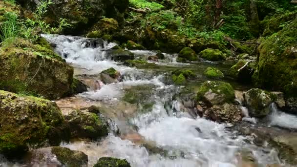 Harika Tatlı Akıntıları Şelaleler Ormanın Içinden Erken Pınarlarla Akıyor — Stok video