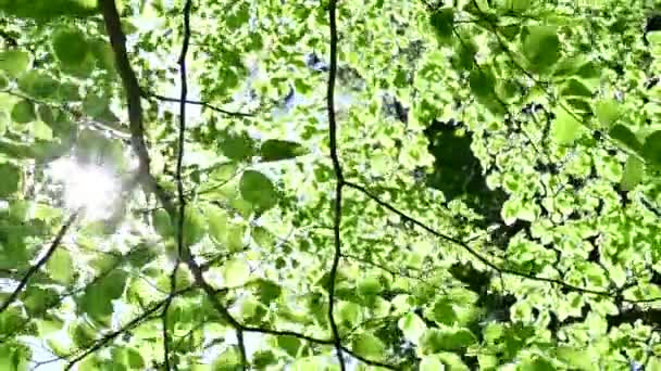 Sol Skiner Genom Gröna Löv Bokskogen Ren Miljö Och Frihet — Stockvideo