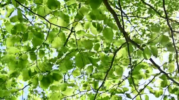 山毛榉林中绿叶中闪烁着阳光 洁净的环境与自由的概念镜头 — 图库视频影像