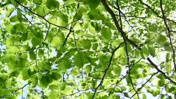 Sol Brilhando Através Folhas Verdes Floresta Faia Ambiente Limpo Liberdade — Vídeo de Stock