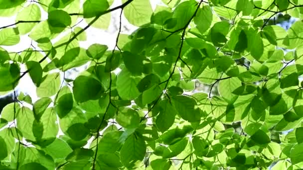 ブナ林の緑の葉を通して輝く太陽 きれいな環境と自由の概念的な映像 — ストック動画