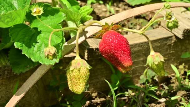 Red Strawberries Garden Sunny Summer Day — Stock Video