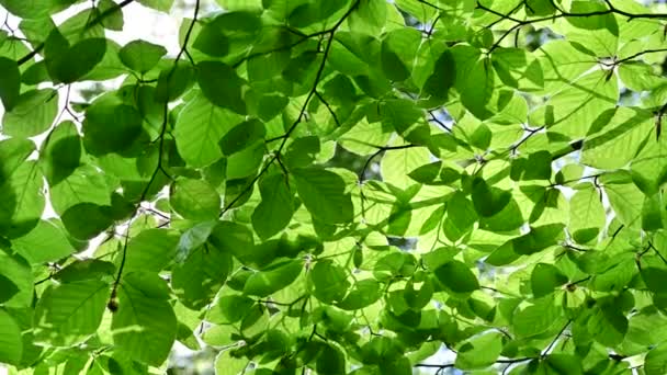 Slunce Svítí Zelenými Listy Bukovém Lese Čisté Prostředí Svobodné Konceptuální — Stock video