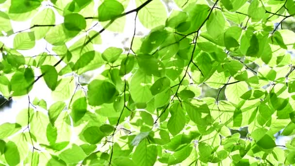 ブナ林の緑の葉を通して輝く太陽 きれいな環境と自由の概念的な映像 — ストック動画