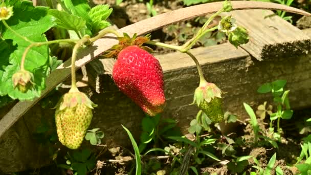 Rote Erdbeeren Garten Einem Sonnigen Sommertag — Stockvideo