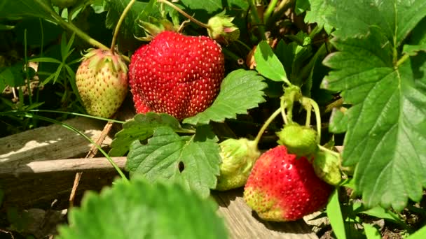 Fraises Rouges Sur Jardin Par Une Journée Ensoleillée Été — Video