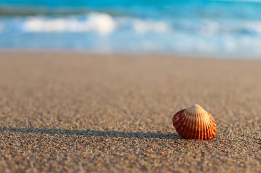 Güneşli bir yaz gününde kumlu sahilde güzel bir deniz kabuğu. Yaz tatili kavramı, sahil tatili. Yakın çekim, seçici odak, metin için alanı kopyala.