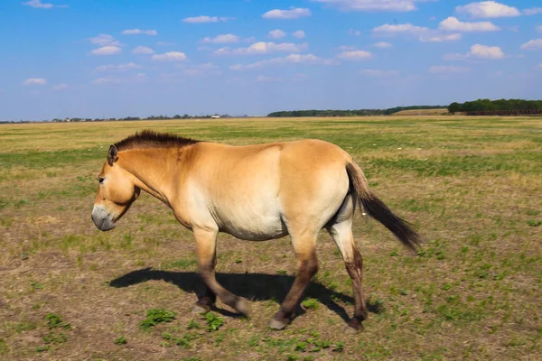Przewalski 'nin atı bozkırda biyosfer rezervinde koşuyor. Hayvanlar ve vahşi yaşam.