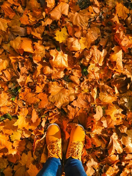 Sonbahar yapraklarının arka planına karşı şık sarı çizmeler. Sonbahar havası, arka plan