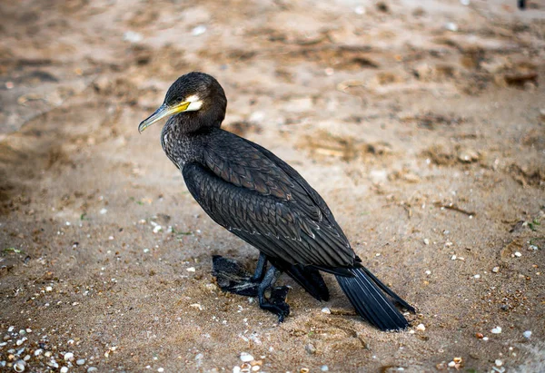 Water bird Great Cormorant with a broken paw stands on the sandy shore — Stock Image Water Bird Great Cormorant Broken Paw Stands Sandy Shore Stock Picture
