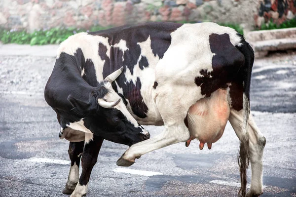 Adult dairy Spotted black and white cow with a large, full udder in the street of village — Stock Image Adult Dairy Spotted Black White Cow Large Full Udder Street Stock Photo