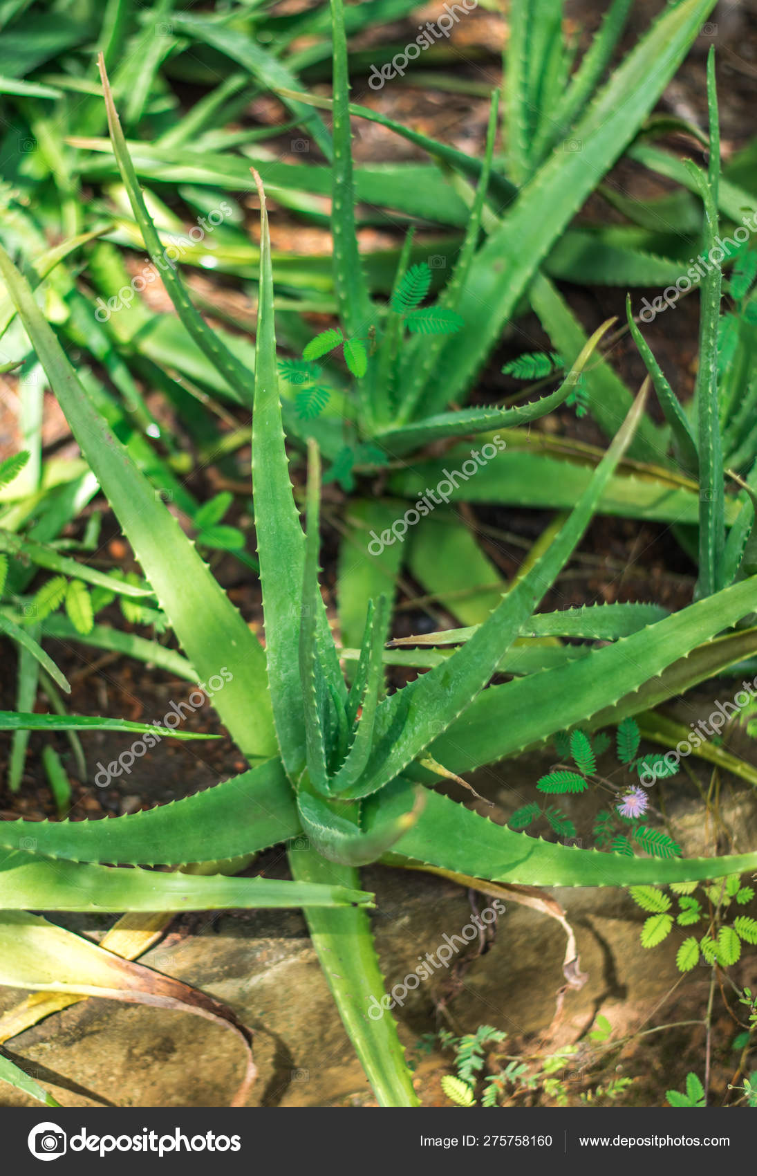 Hojas Frescas De La Planta Medicinal Aloe Vera En El Jardin De