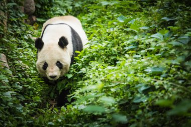 Giand ayı Panda. Çin yaban hayatı