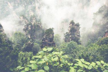 Zhangjiajie Forest Park. Kanyon yükselen dev ayağı dağlar. Hunan eyaleti, Çin.