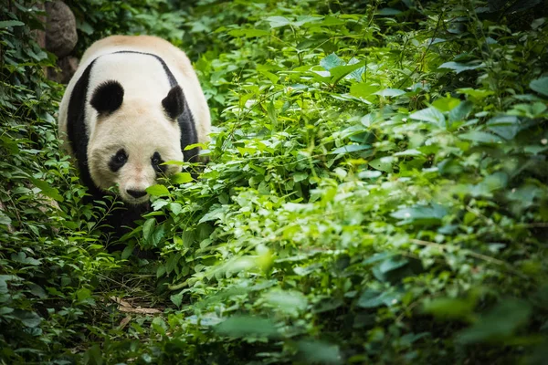 Giand Panda Bear China Wildlife — Stockfoto