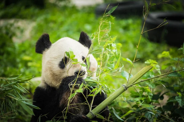 竹を食べるパンダのクマにシイと言って下さい — ストック写真