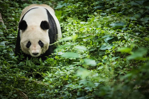 Giand Panda Bear China Vida Silvestre — Foto de Stock
