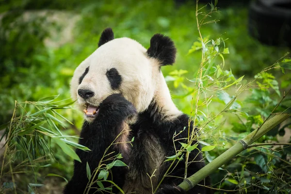 Miś Panda Jedzenie Bambusowe Shoo — Zdjęcie stockowe