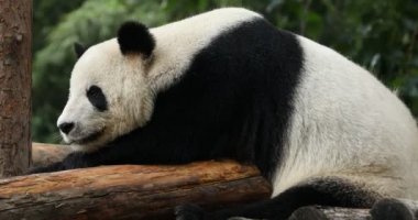 Bir ağaç dalı uyku ayı Panda. Çin yaban hayatı.