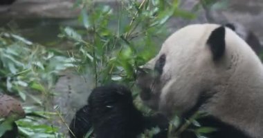 Yeme bambu kış kış ayı Panda