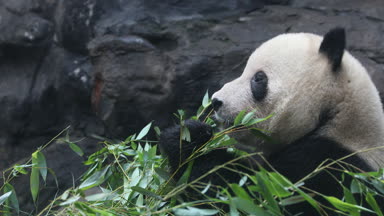 Yeme bambu kış kış ayı Panda