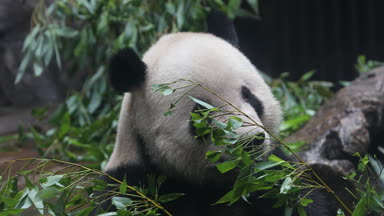 Yeme bambu kış kış ayı Panda