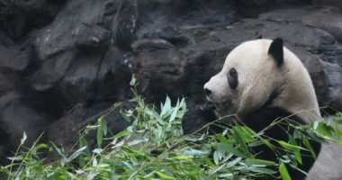Yeme bambu kış kış ayı Panda