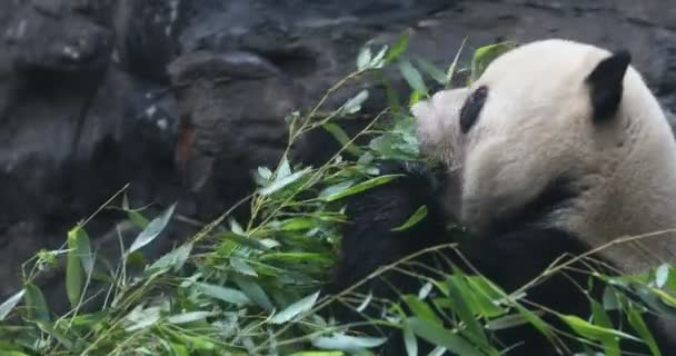 Panda Beer Eet Bamboe Shoo — Stockvideo