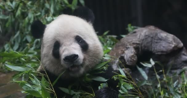 Panda Bear jíst bambus Kšá