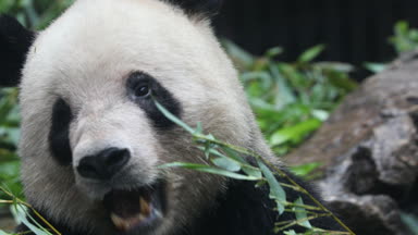 Yeme bambu kış kış ayı Panda