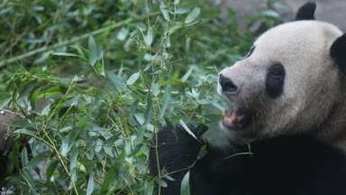 Yeme bambu kış kış ayı Panda