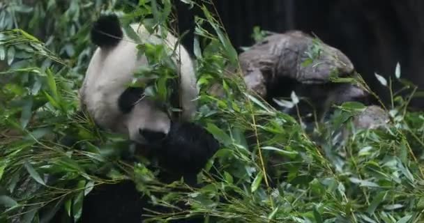Ours Panda Mangeant Des Chaussures Bambou — Video