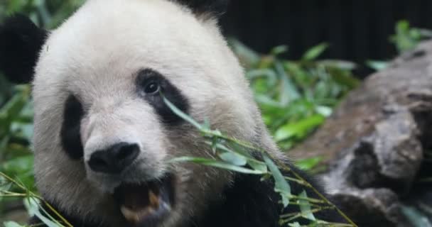 Miś Panda Jedzenie Bambusowe Shoo — Wideo stockowe