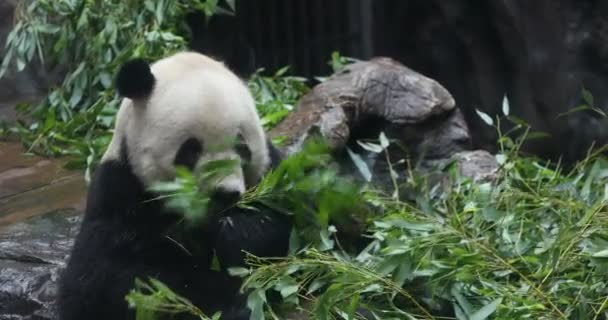 Panda Bear Eating Bamboo Shoo — Stock Video