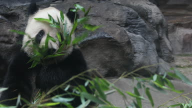 Yeme bambu kış kış ayı Panda