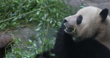 Yeme bambu kış kış ayı Panda