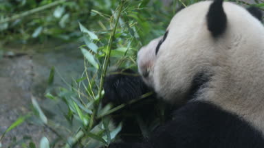 Yeme bambu kış kış ayı Panda