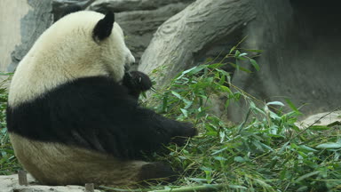 Yeme bambu kış kış ayı Panda