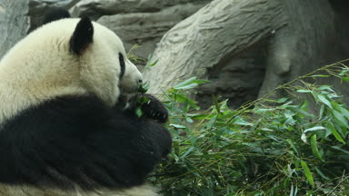 Yeme bambu kış kış ayı Panda