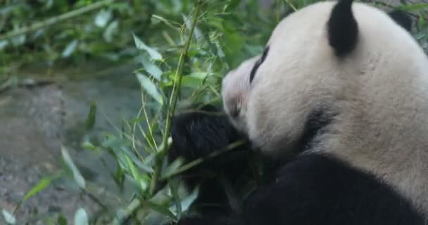 Panda Bear Eating Bamboo Shoo — Stock Video