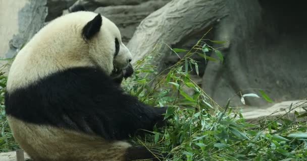 Panda Beer Eet Bamboe Shoo — Stockvideo