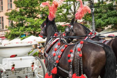 Krakov, Polonya - Ağustos 16,2018: at arabaları Krakow Ana Meydanı'nda bir yaz günü, Polonya