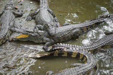Vietnam, Asya çiftliğinde birçok timsahlar portresi.